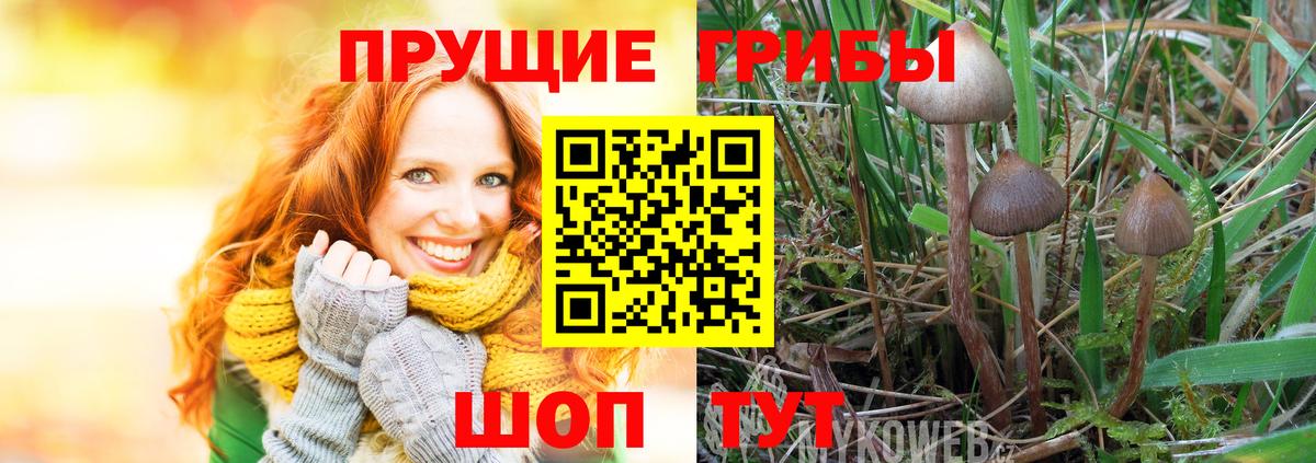 Псилоцибиновые грибы Psilocybine cubensis  Вход с VPN  Красный Сулин 